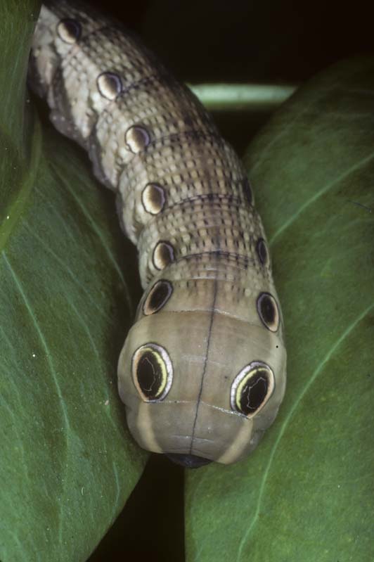 03-snake-mimicry-eyespots-hornworm-caterpillar-sphingidae-florida.jpg