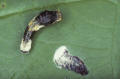 giant swallowtail larva Florida