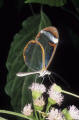 glasswing butterfly Costa Rica