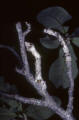 oak twig caterpillar Florida