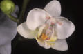orchid mantis Indonesia