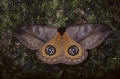 eyespot display moth