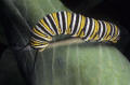 monarch caterpillar Florida