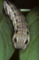 hornworm caterpillar Florida