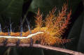 spiny caterpillar Peru