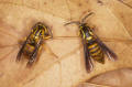 yellowjacket wasp Florida