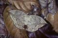 leaf moth Peru