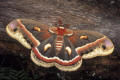 cecropia silk moth US