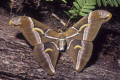 cynthia silk moth