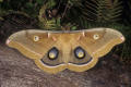 polyphemus moth
