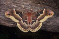 female polyphemus moth