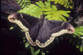 male polyphemus moth