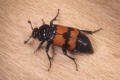 carrion beetle Nicrophorus