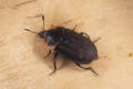 carrion beetle oiceptoma