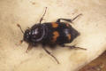 sexton beetle nicrophorus