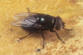 black blow-fly phormia