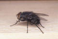 bluebottle fly Calliphora