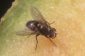 bronzebottle fly Phaenicia