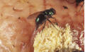 greenbottle fly ovipositing