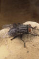 red-tailed flesh fly