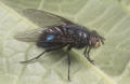 shiny bluebottle fly