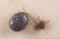 lone star tick engorged