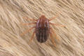 southern cattle tick female